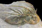 Rare, Spiny Kolihapeltis Trilobite - Atchana, Morocco #154297-3